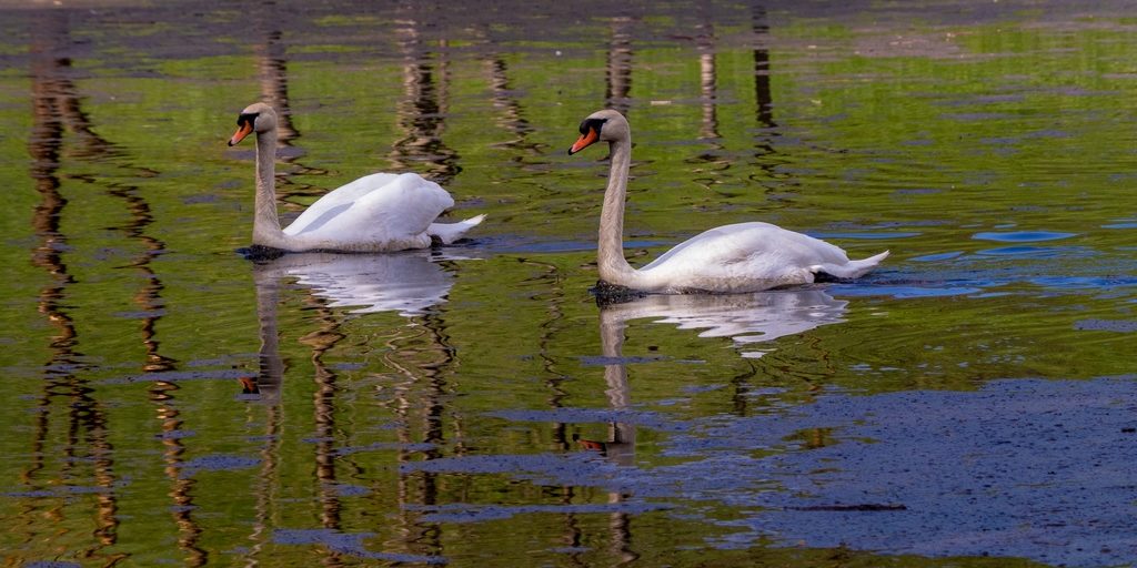 Hochwasserbecken_3 R_König